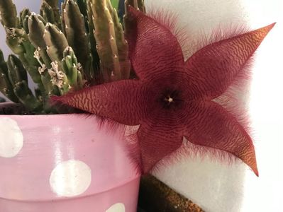 Stapelia Grandiflora