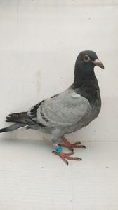 vandut