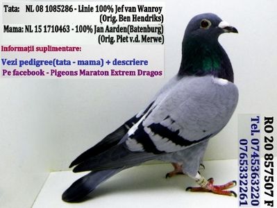 RO 20 857507 F Pret 150 Lei + transportul