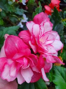 received_607527694007176