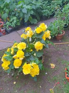 received_3023192821330613