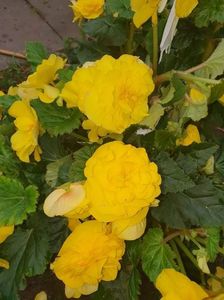 received_446050310258368