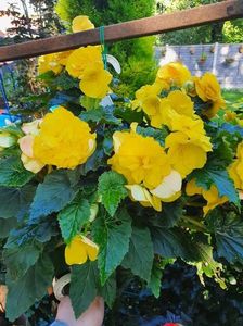 received_334277478060850