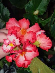 received_668710494541237