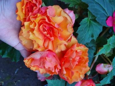 received_1203004453442530