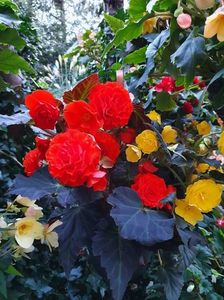 received_562091205185020