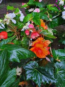 received_310926634369201