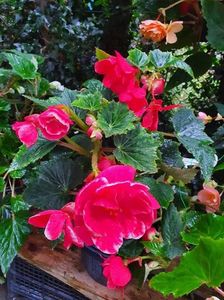 received_491725715425309