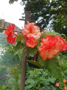received_260495449304365