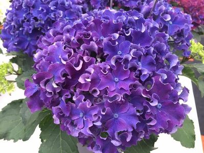 hortensia macrophylla curly -sparkle-da