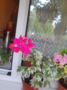 received_274007191444653