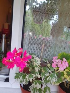 received_3053127471627944