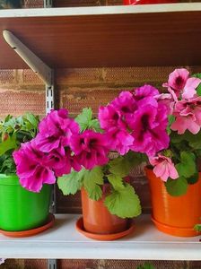 received_233159148898560