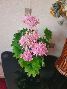 received_1050863652371686