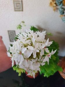 received_226165339640178