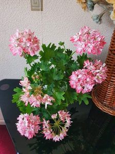 received_996784137538980