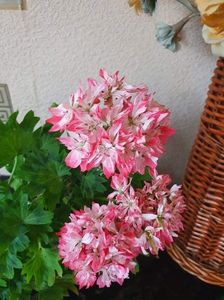 received_1089000655268413