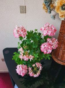 received_4521139691275075