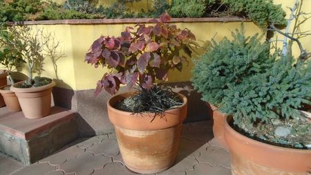 Arbore magic persan (Parrotia persica)