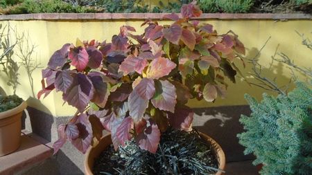 Arbore magic persan (Parrotia persica)