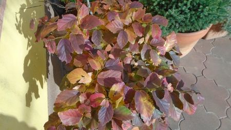 Arbore magic persan (Parrotia persica)