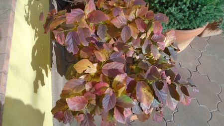 Arbore magic persan (Parrotia persica)
