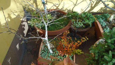 Dracila aurie (Berberis thunbergii aurea)