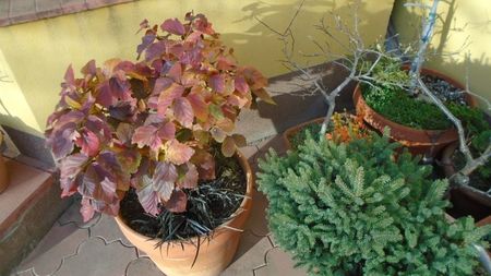 Arbore magic persan (Parrotia persica)