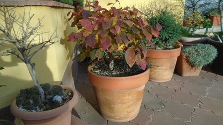 Arbore magic persan (Parrotia persica)