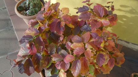 Arbore magic persan (Parrotia persica)