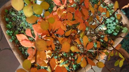 Dracila aurie (Berberis thunbergii aurea)