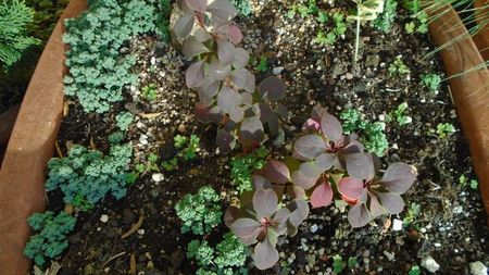 Dracila rosie (Berberis thunbergii ”Golden Ring”)