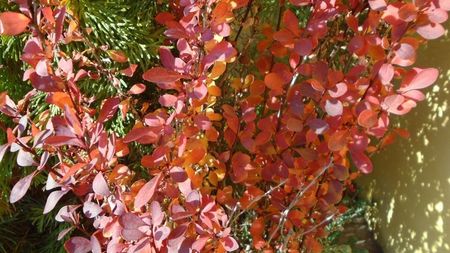 Dracila rosie (Berberis thunbergii atropurpurea)