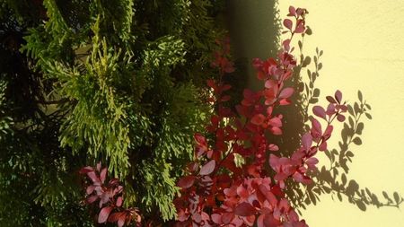 Dracila rosie (Berberis thunbergii atropurpurea)