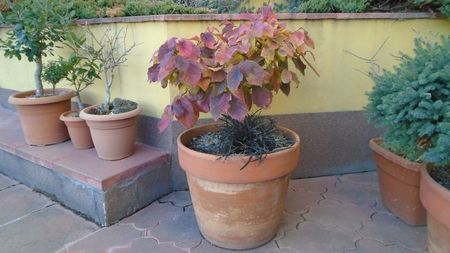 Arbore magic persan (Parrotia persica)
