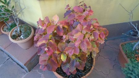 Arbore magic persan (Parrotia persica)