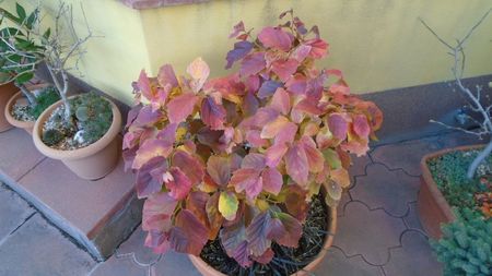 Arbore magic persan (Parrotia persica)
