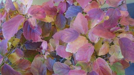Arbore magic persan (Parrotia persica)