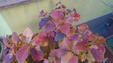 Arbore magic persan (Parrotia persica)