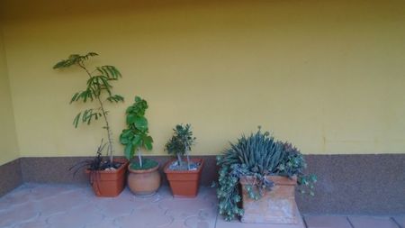 Acacia leucophloea, Bougainvillea & Maslini (Olea europaea)