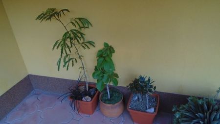 Acacia leucophloea, Bougainvillea & Maslini (Olea europaea)