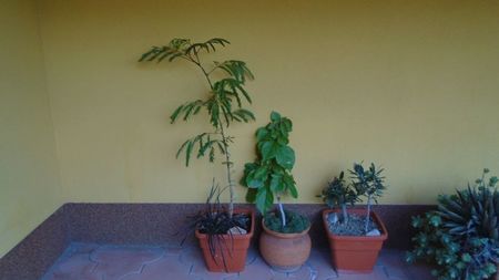 Acacia leucophloea, Bougainvillea & Maslini (Olea europaea)