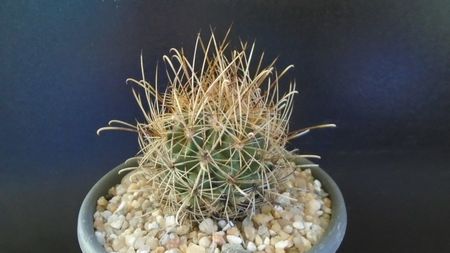 Sclerocactus (Ancistrocactus) scheeri