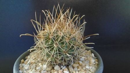 Sclerocactus (Ancistrocactus) scheeri