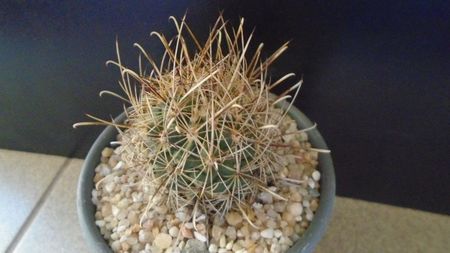 Sclerocactus (Ancistrocactus) scheeri
