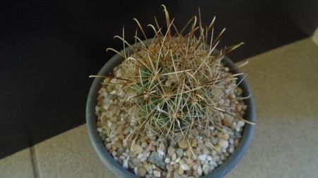 Sclerocactus (Ancistrocactus) scheeri