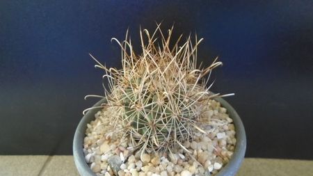 Sclerocactus (Ancistrocactus) scheeri