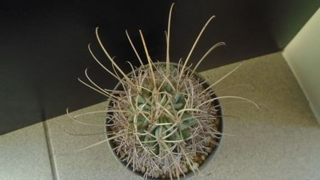 Sclerocactus (Glandulicactus) uncinatus ssp. wrightii, JM136 Marathon, Tx