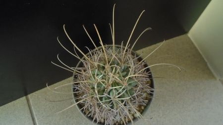 Sclerocactus (Glandulicactus) uncinatus ssp. wrightii, JM136 Marathon, Tx