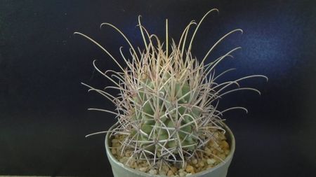 Sclerocactus (Glandulicactus) uncinatus ssp. wrightii, JM136 Marathon, Tx